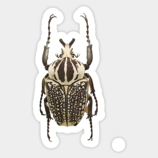 scarab Sticker